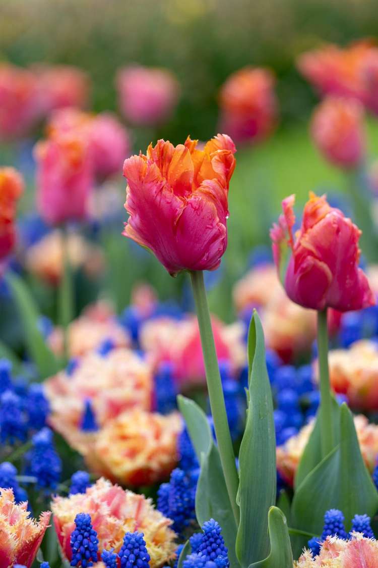 'Amazing Ocean' lökblandning